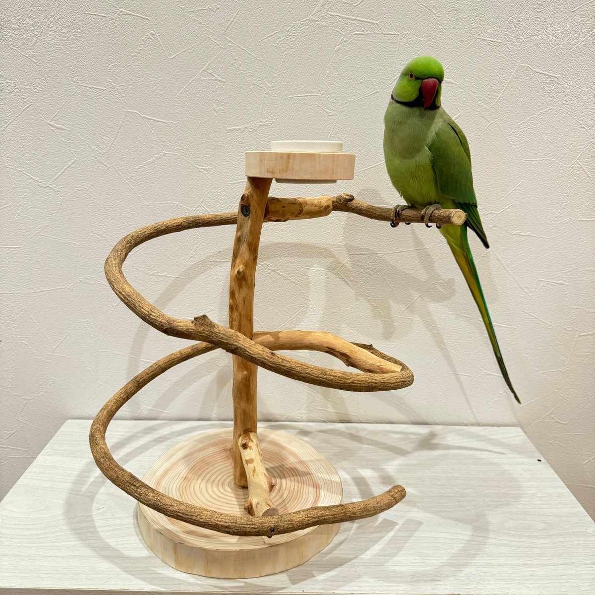 中型鳥用】螺旋状♬バードアスレチック 【公式通販】