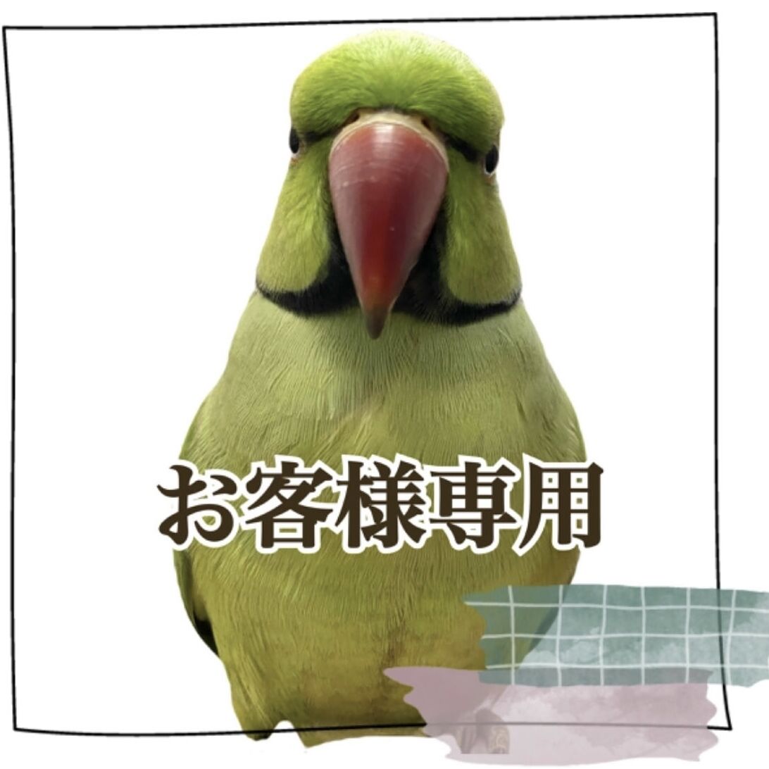 pau 止まり木 カクタス スケルトン パーチ おまとめ2点 maona 鳥用品