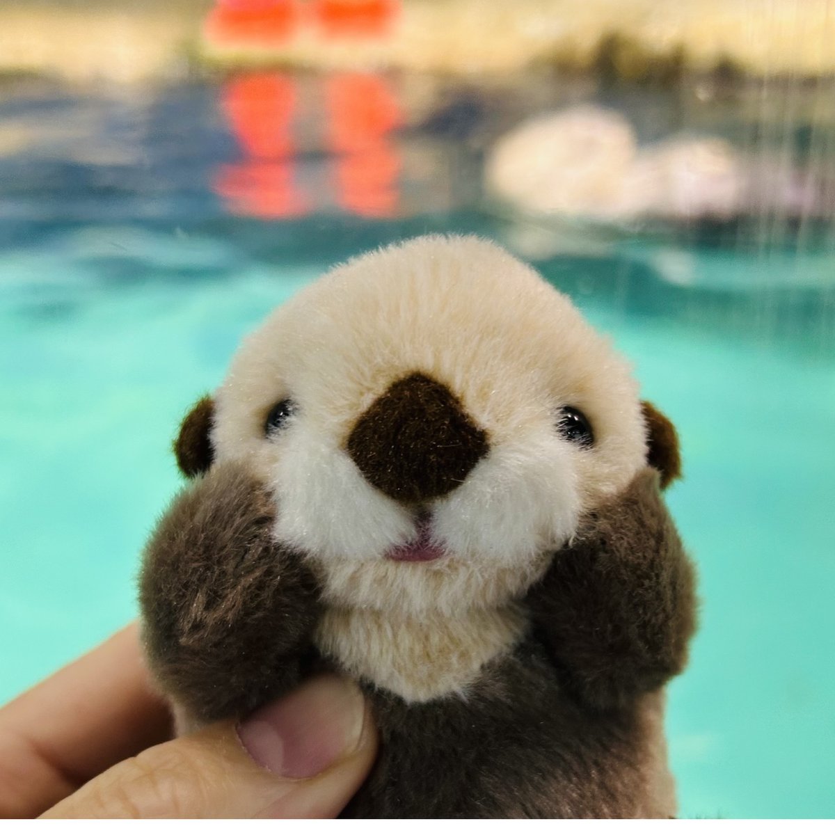 ぽちゃまるマスコット（ラッコ） | すいそう