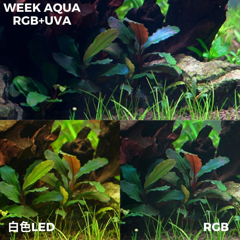 NEW AQUA FLARE UVA T90 RGB TH | アクアリウム LEDライト専門