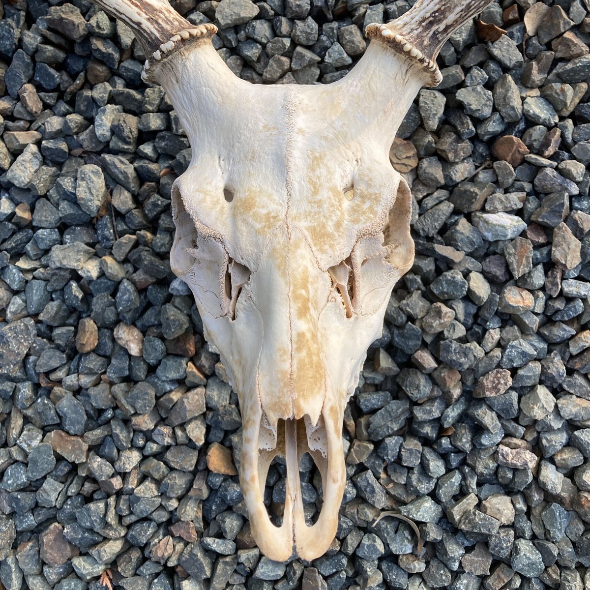 エルク 鹿の角 アカジカ ハンティングトロフィー ディアホーン 頭骨