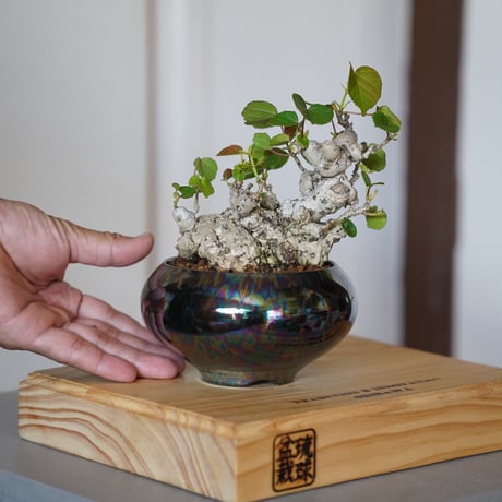 コロンビア渓谷焼 両志庵窯 大木宗完作 蹲（うづくまる）壷