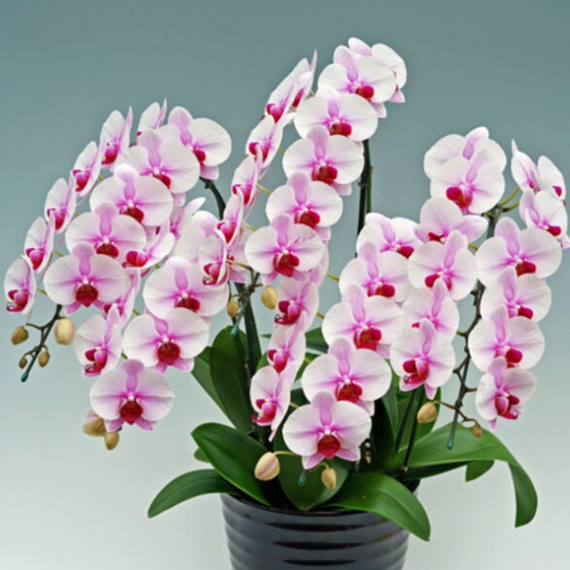 胡蝶蘭 桜姫 5本立 ｟7.5寸 40輪以上｠ | BanBanプラザショップ