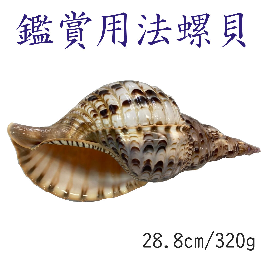 法螺貝 NO57 ホラ貝、和楽器、和太鼓、修験道 法螺貝 大 約38cm 歌