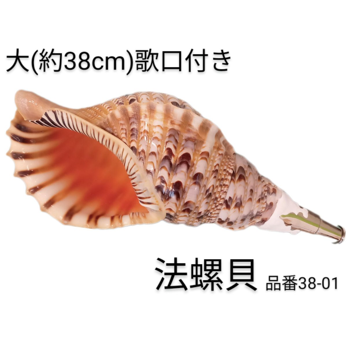 法螺貝③ 法螺貝32cm 法螺貝③ 法螺貝32cm 法螺貝③ 法螺貝 35cm ZX 30