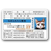 Amazon.co.jp: なめ猫 キャラクターステッカー 免許証 LCS447 懐かし