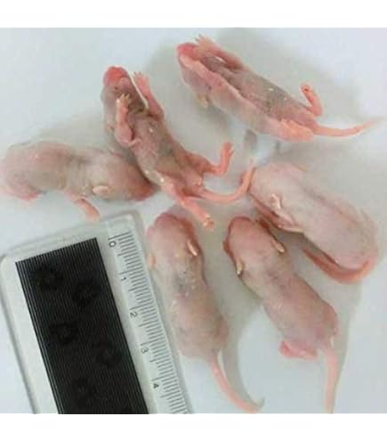 ぷりん 送料無料 冷凍ピンクマウスS150匹ホッパー50匹ヒヨコ30匹