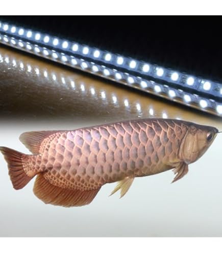 Amazon.co.jp: でんらい アロワナライト水中照明 LED 過背金龍 水槽