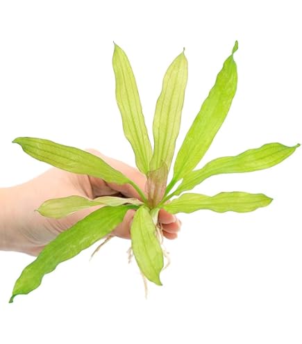 Amazon.co.jp: （水草）エキノドルス ホレマニーグリーン レッドエッジ