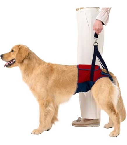 Amazon | 歩行補助ハーネスLaLaWalk小型犬・ダックス用 スクール（緑