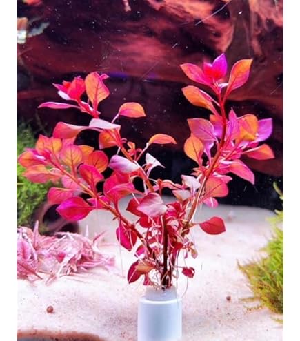 Amazon.co.jp: （水草）ルドウィジア レペンス ルビン（水中葉）（無