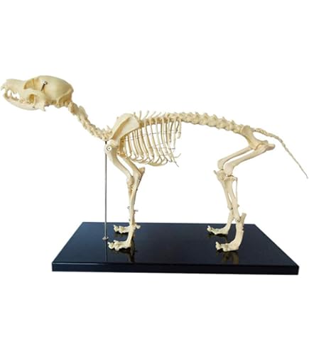 Amazon.co.jp: line 整形外科用機器犬の骨標本モデルペットの動物犬猫