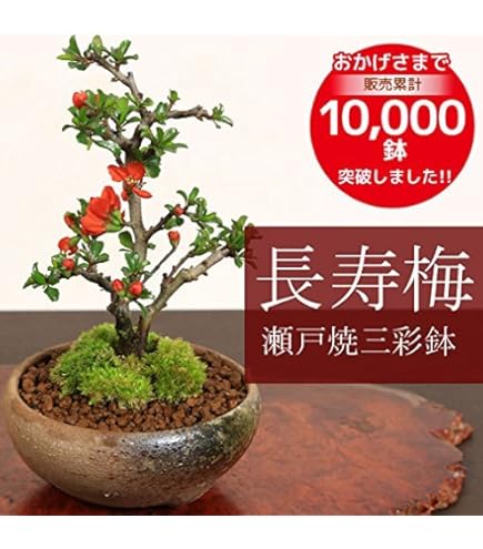 すさまじい筆致！染付山水図丸鉢 /盆栽/小品盆栽/盆栽鉢/植木鉢/谷樂