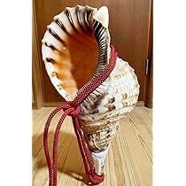 大型37㎝修験道法螺貝 密教 魔除け 山伏 熊よけ ほら貝 ホラガイ 修験