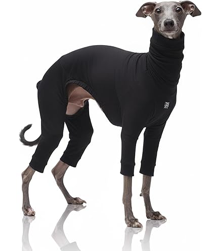 Amazon | 【CHAMMY】*イタグレ・ミニピン ピッタリ* IG カジュアルPOP