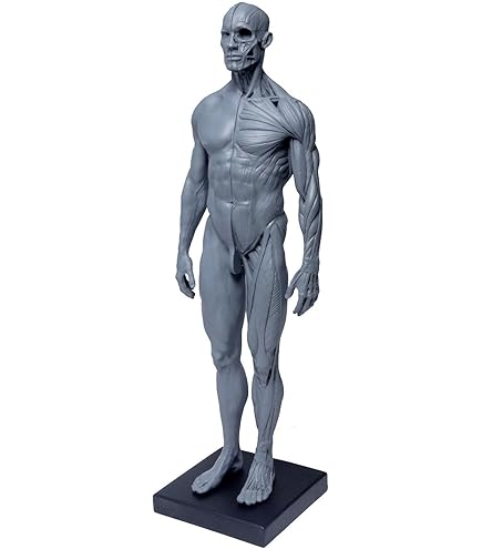 ポルノグラフィティ 人体模型 人体模型 〜PORNOGRAFFITTI Model