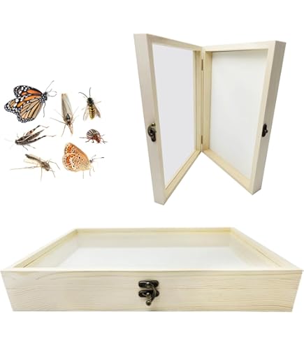 Amazon | 標本箱透明昆虫蝶標本箱 昆虫標本展示ボックス 蝶園作り