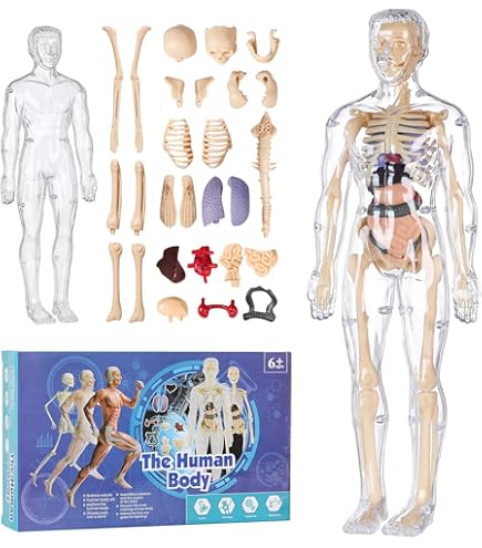 ポルノグラフィティ 人体模型 Amazon.co.jp: 人体模型