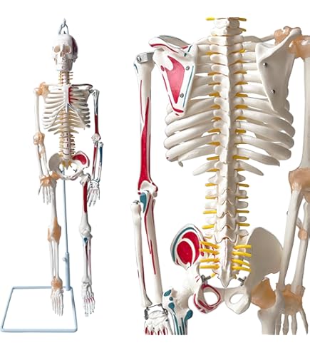 人体模型 脊椎構造 収納バッグ付き 全健会 人体模型 脊椎構造 収納
