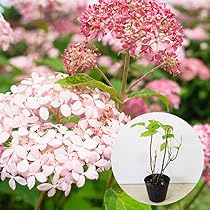 71JXb4VYDRL._AC_UL210_SR210,