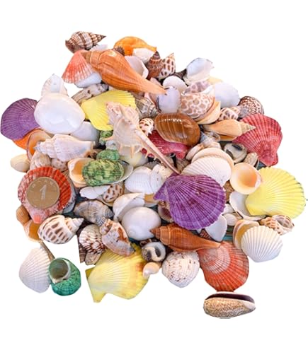 Amazon.co.jp: MUYYIKA カラフル 貝殻 アソート セット 天然素材