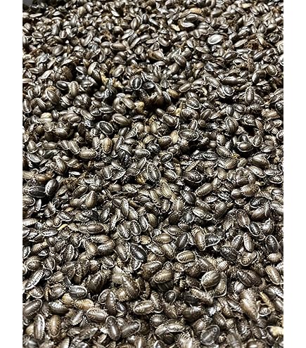 Amazon | 【邑楽ファーム・クール便発送】冷凍デュビア 成虫 1kg(約