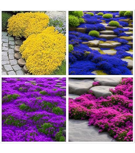 Amazon.com : 2000+ Mixed Creeping Thyme Seeds Colorful Ground