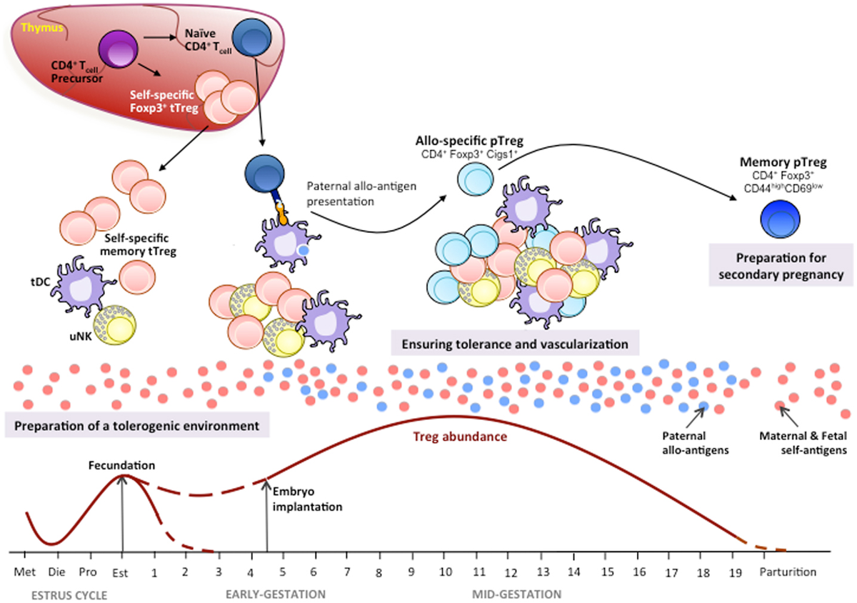 Frontiers | Regulatory T-Cells in Pregnancy: Historical
