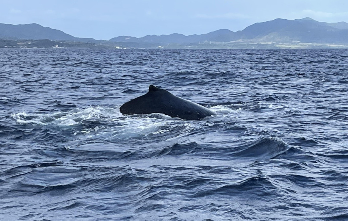 海水面近くをゆったりと泳ぐ母クジラと右側に寄り添っている子クジラ