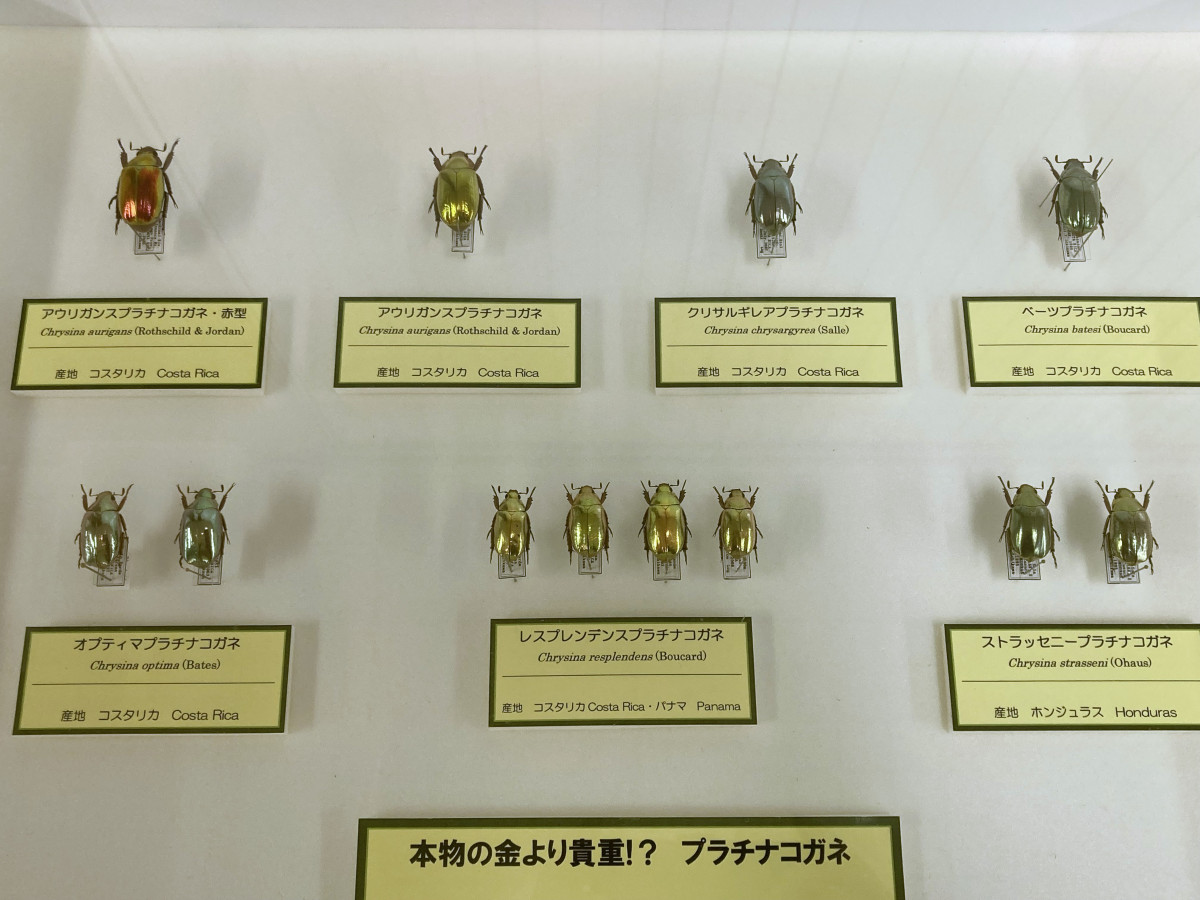 プラチナコガネの標本 - 八戸経済新聞