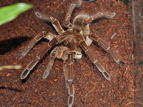 世界最大級の毒グモ「ゴライアスバードイーター」※クモ類が苦手な方