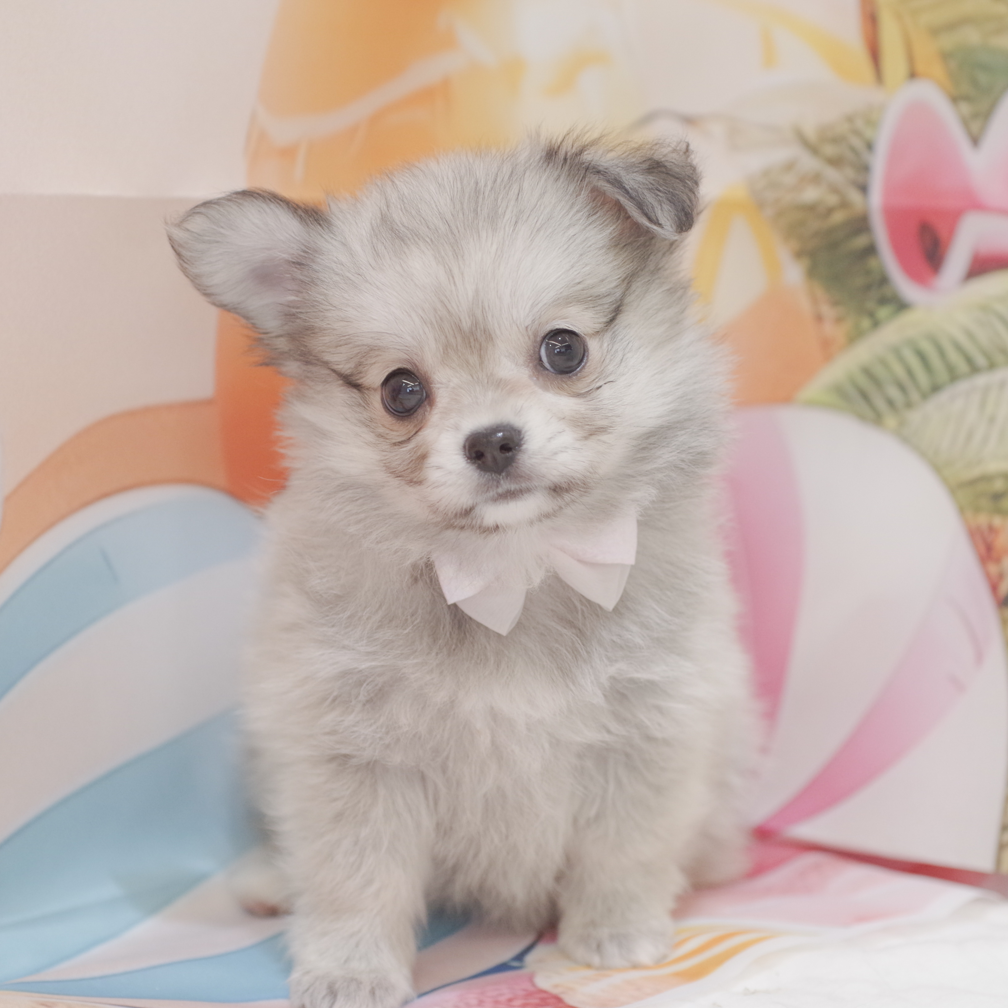 今週のNEWFACEちゃんご紹介です🌻🍉ペットショップ犬の家＆猫の里 富士