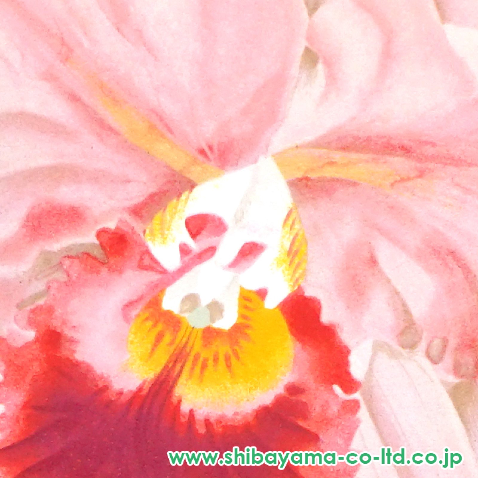 中島千波「カトレア・ピンク」リトグラフ :: 絵画買取・販売 - シバヤマ