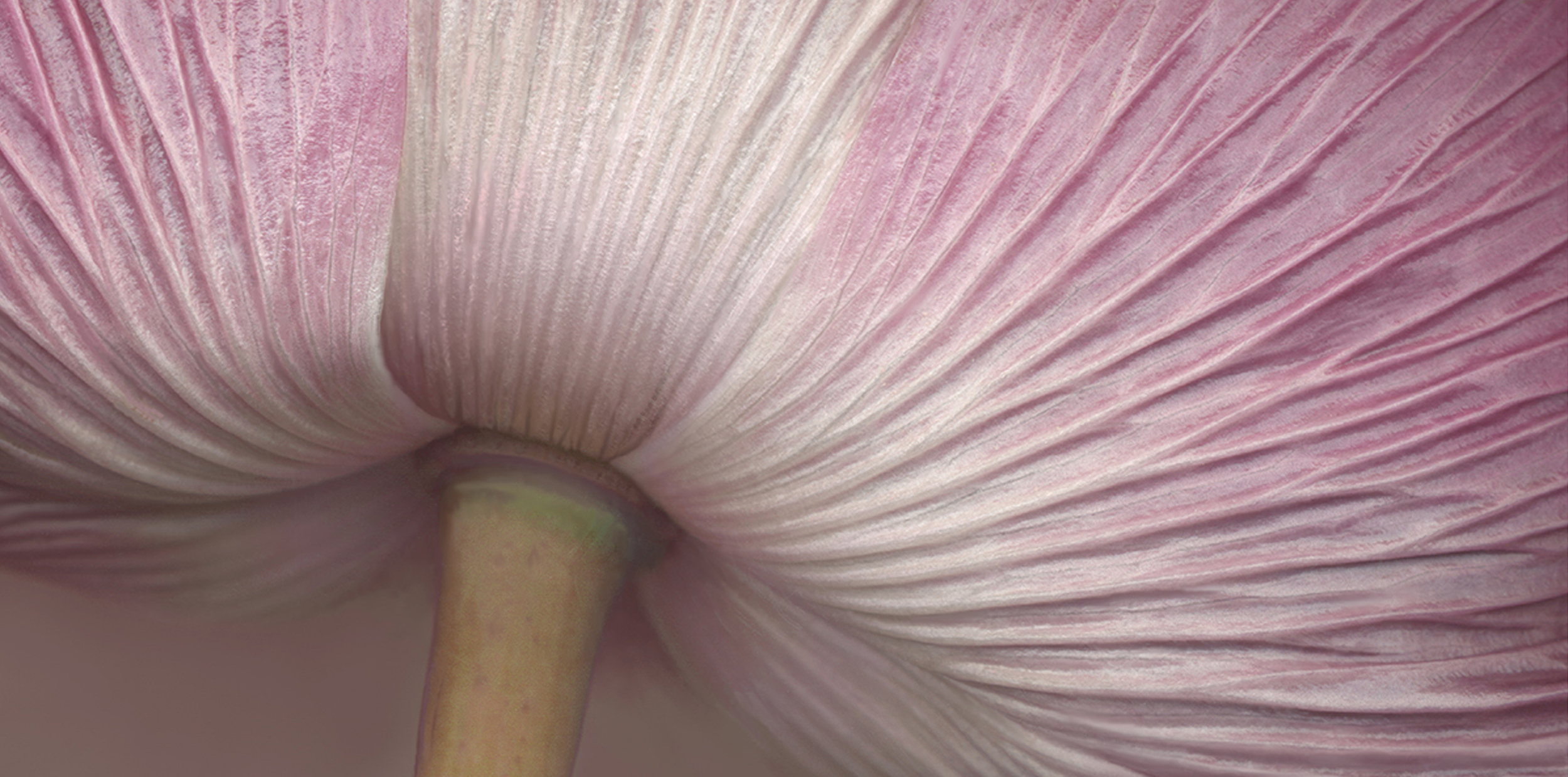 ベッツィー・キャメロン、Betsy Cameron About Betsy Carlton Cameron