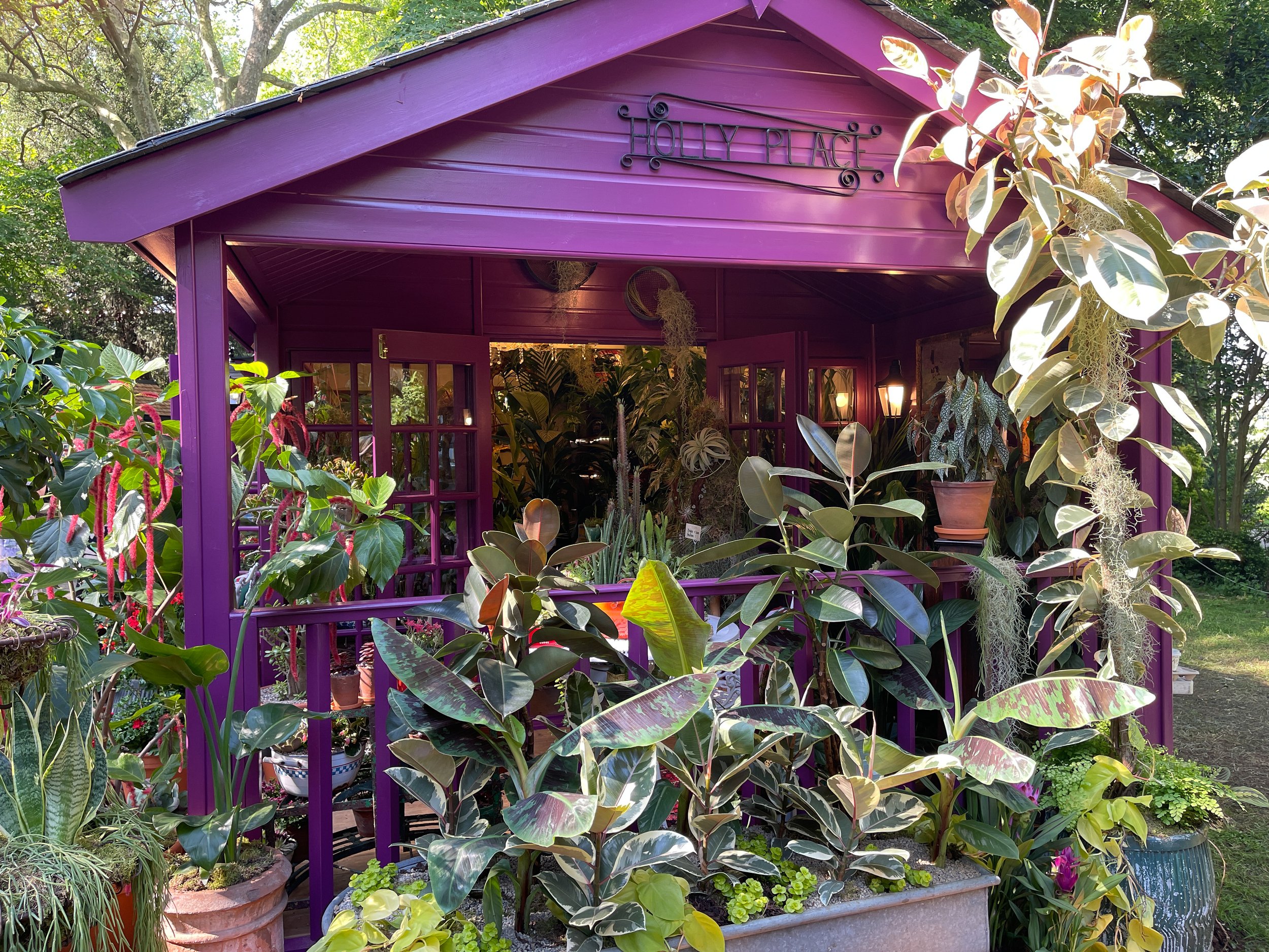 Episode 295: Houseplant Studios at the Chelsea Flower Show 2024