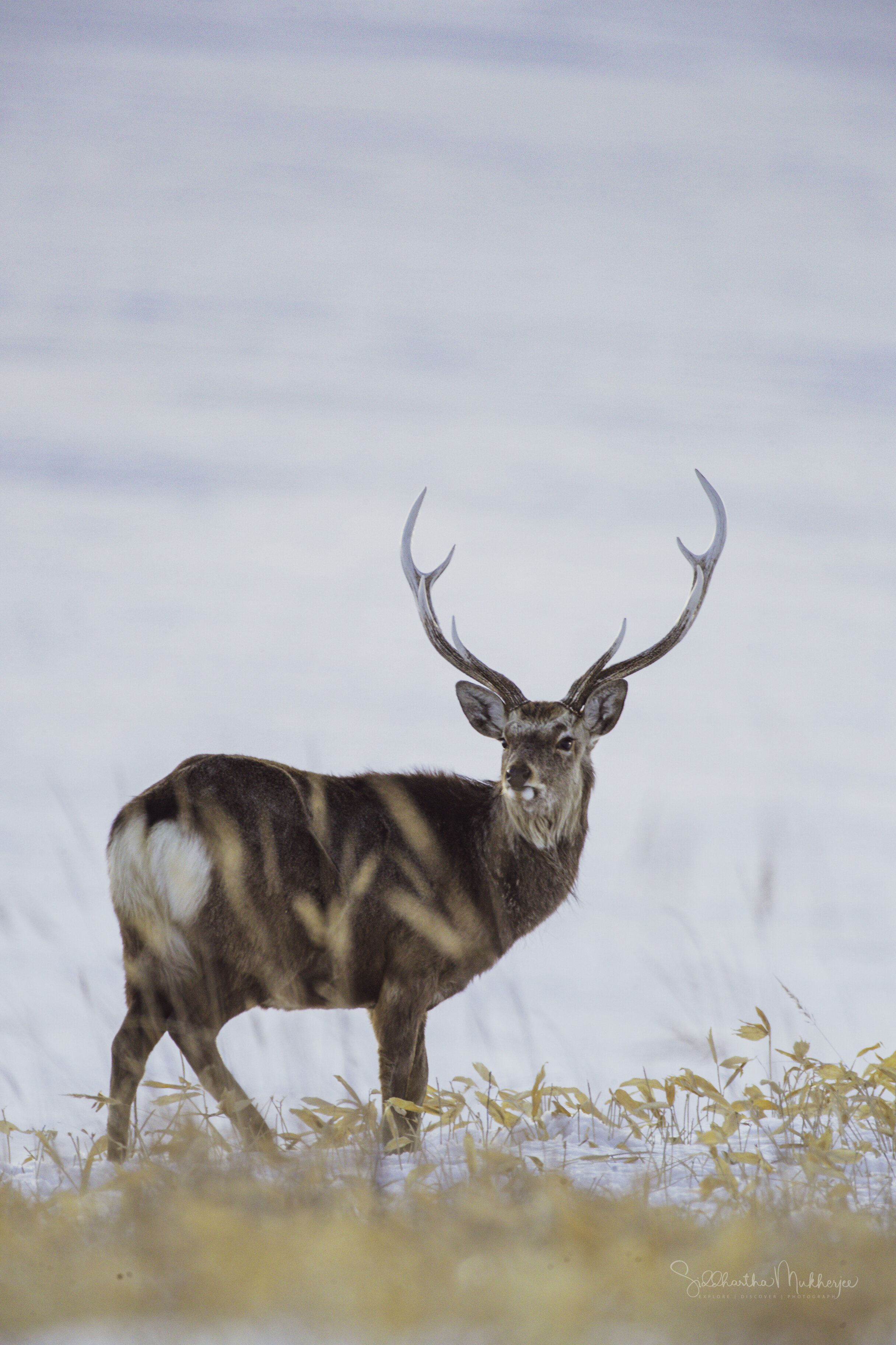 Yezoshika — WildArt.Works | Wildlife Photographer