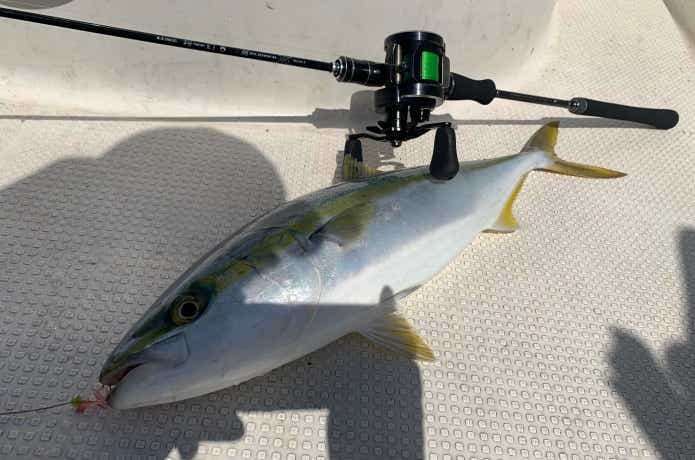 特大カブトガニ標本2体セット カブトガニ甲羅 兜蟹 甲羅 標本 特大