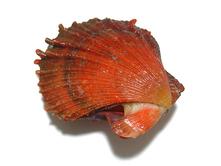 タカラガイ 貝殻 Histrio Rusty