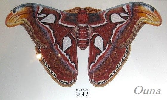 蛾 標本 ヨナグニサン ヨナグニサン蛾標本☆タイ産☆ 224mm 大型迫力