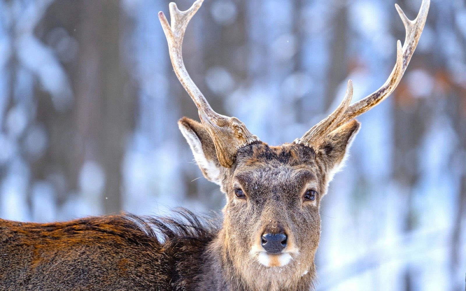 鹿の角(北海道産)：約70cmと約63cm 蝦夷鹿の角（北海道白老