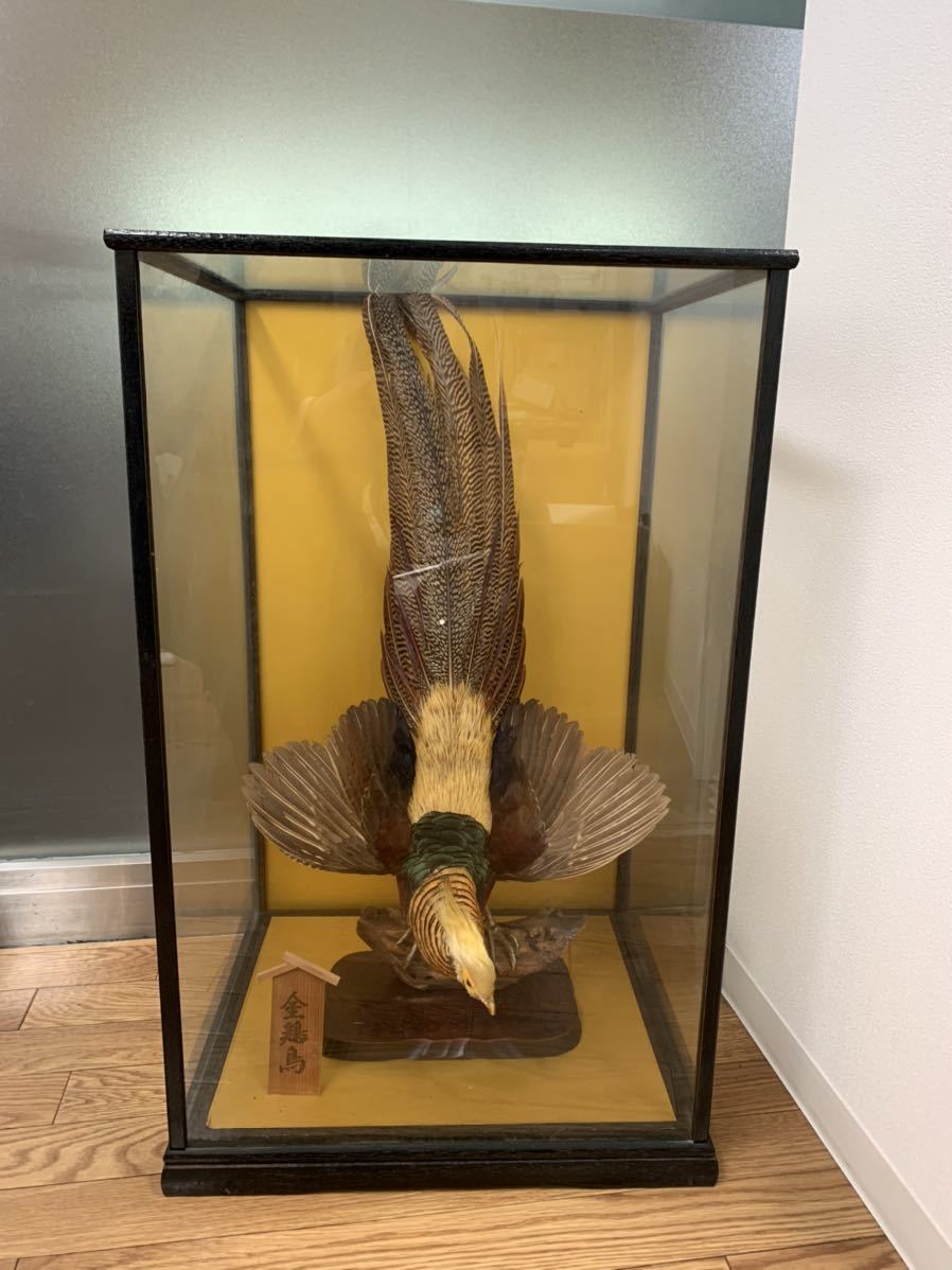 金鶏鳥剥製ガラスケース付き