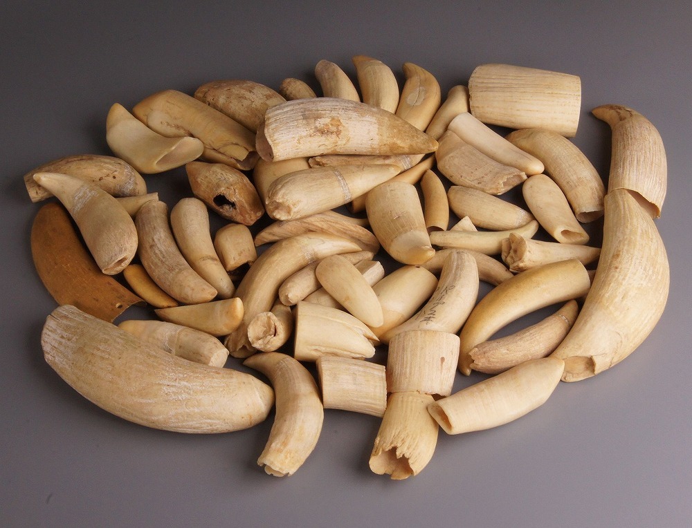 極上 根付 抹香鯨 マッコウクジラ アンティーク 天然素材 骨董