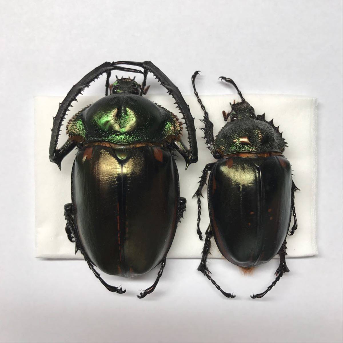 ヤンソニーテナガコガネ 標本 ♂70.8 jansoni 今日の昆虫170