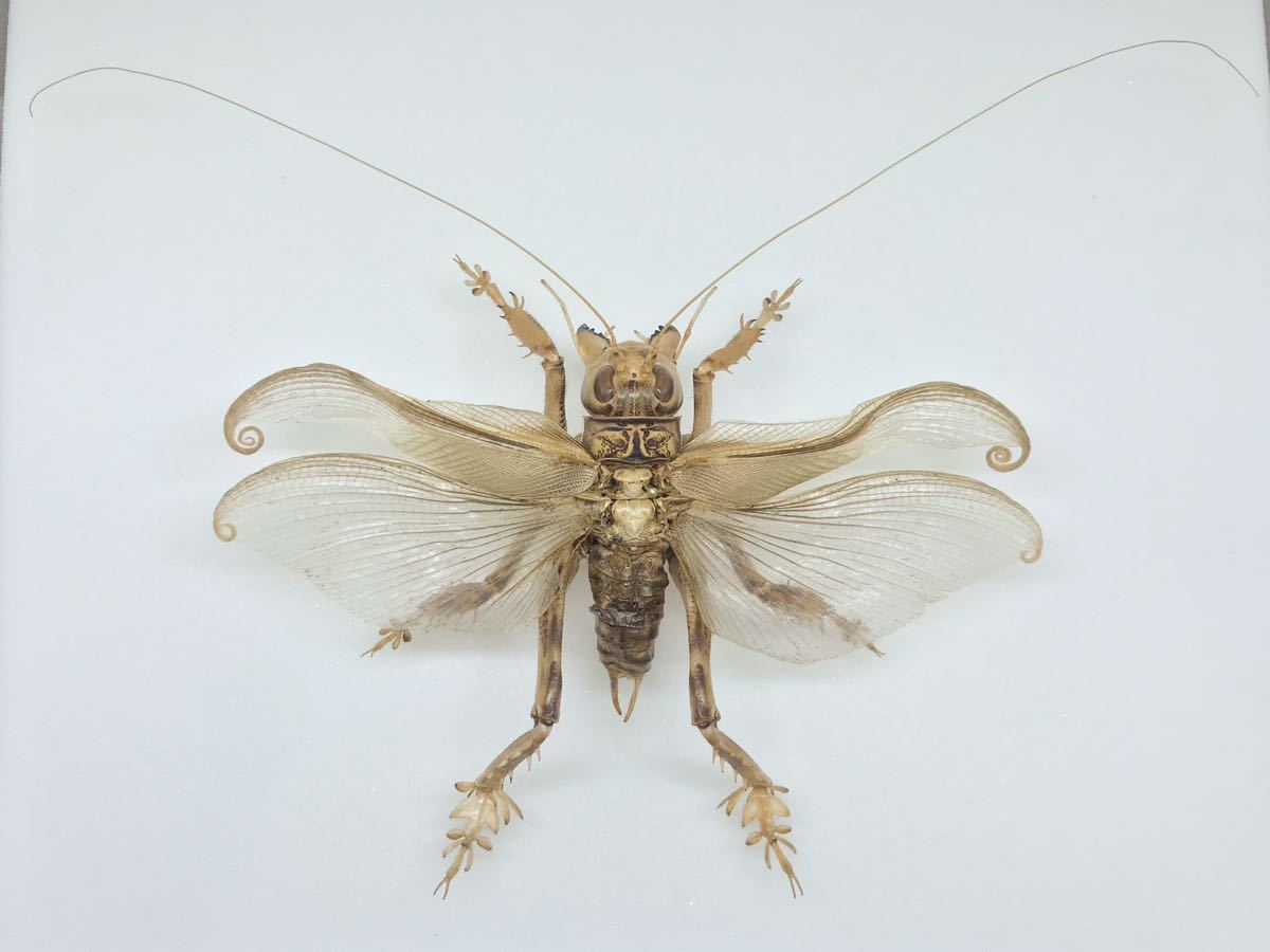 花滝】まるで凶悪犯のような見た目 ものすごいマキバネコロギス開翅