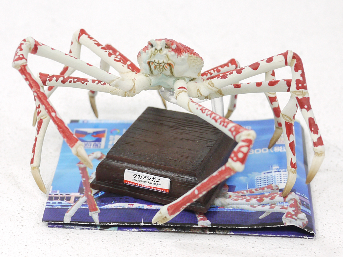 ネイチャーテクニカラー 海遊館 タカアシガニ 海遊館ミュージアム