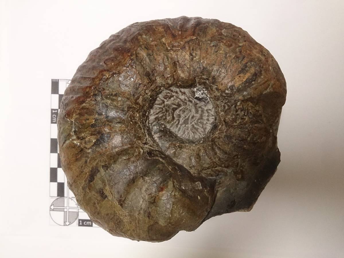 北海道中川地方産アンモナイト18センチ