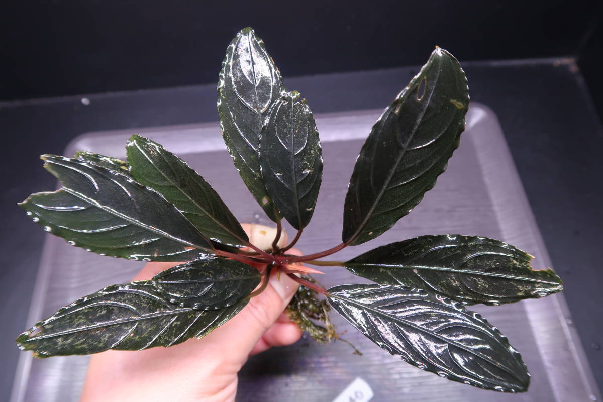 ブセファランドラ スケルトンキング 6株 (価額は本体のみ)