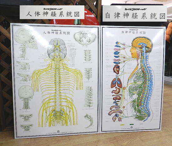 自律神経系統図 人体神経系統図 2個セット 科学新聞社出版局