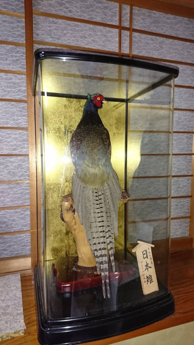 キジの剥製 Yahoo!オークション - キジ 雉 剥製 オス