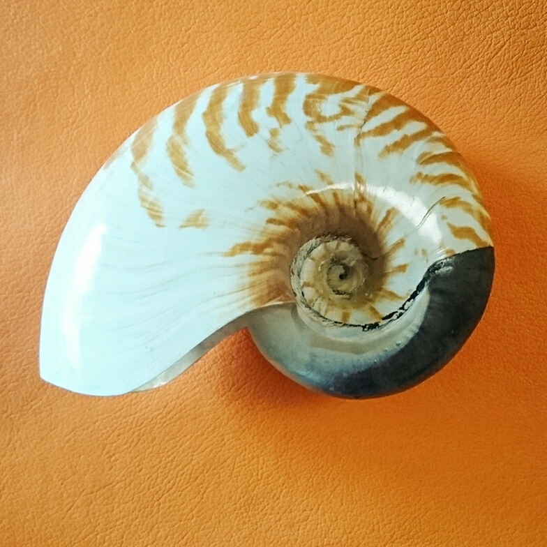 貴重)ニューギニア産ヒロベソオウムガイ 17cm 【公式通販】